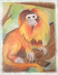 Golden Lion Tamarin